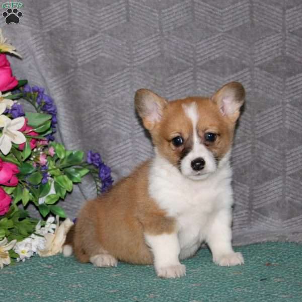 Faith, Pembroke Welsh Corgi Puppy