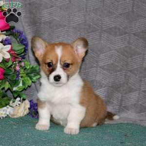 Faith, Pembroke Welsh Corgi Puppy
