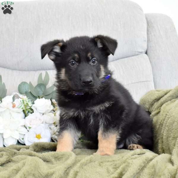 Falcon, German Shepherd Puppy