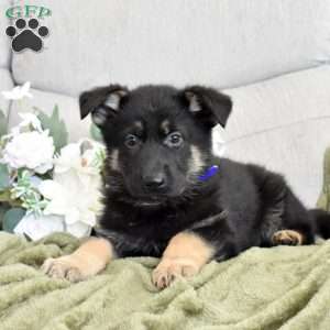Falcon, German Shepherd Puppy