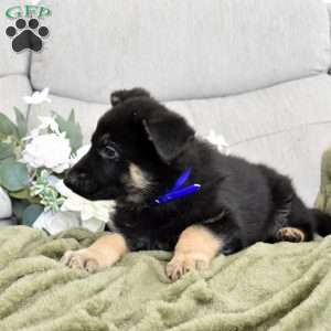Falcon, German Shepherd Puppy