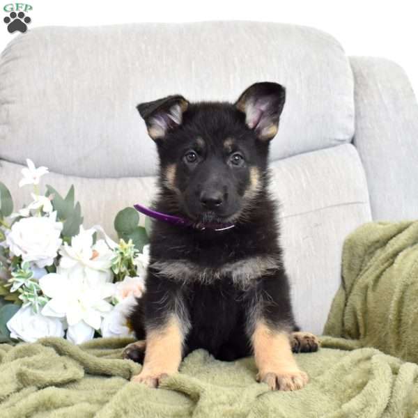 Fantasia, German Shepherd Puppy