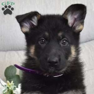 Fantasia, German Shepherd Puppy