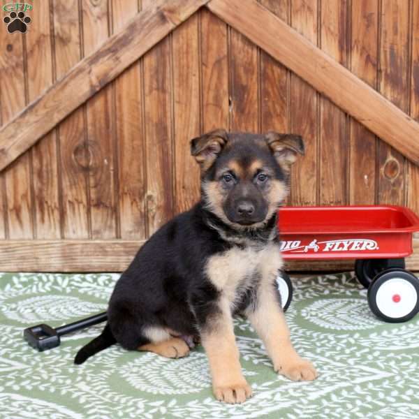 Farmer, German Shepherd Puppy