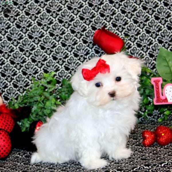 Felicity, Maltese Puppy