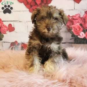 Felix, Miniature Schnauzer Puppy