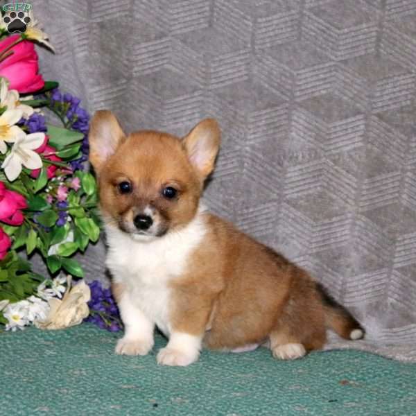 Fergie, Pembroke Welsh Corgi Puppy