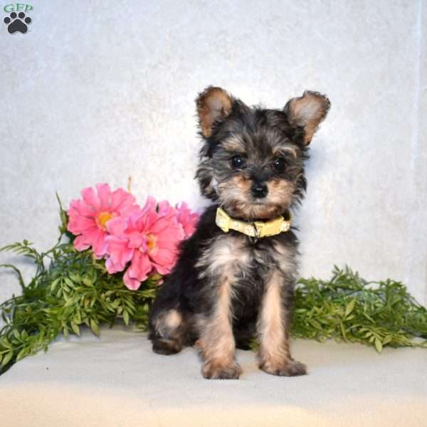 Fern, Yorkie Poo Puppy