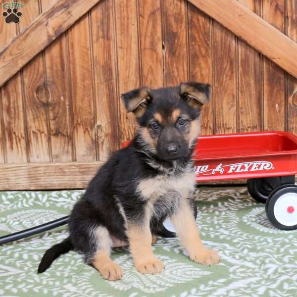 Fern, German Shepherd Puppy