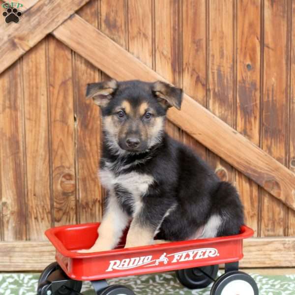Fiddo, German Shepherd Puppy