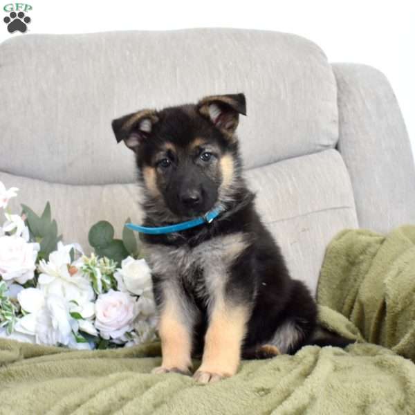 Fig, German Shepherd Puppy