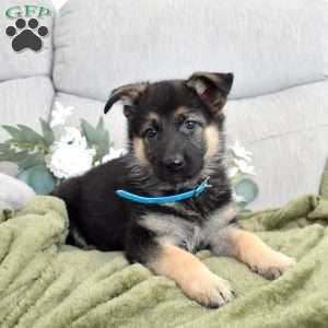 Fig, German Shepherd Puppy