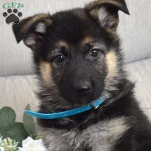Fig, German Shepherd Puppy