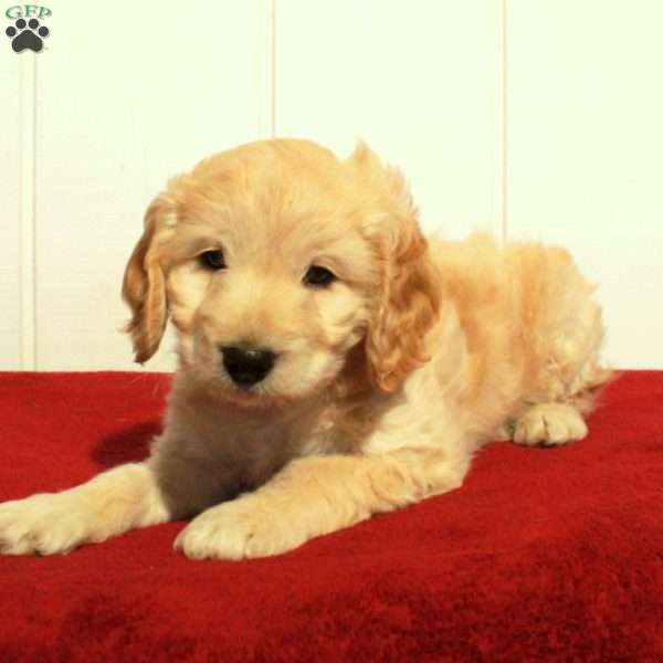 Finn, Cockapoo Puppy