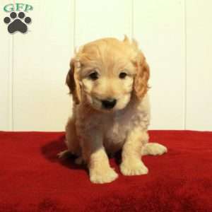 Finn, Cockapoo Puppy