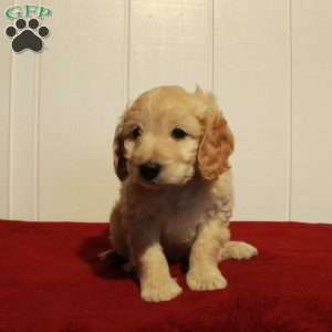 Finn, Cockapoo Puppy
