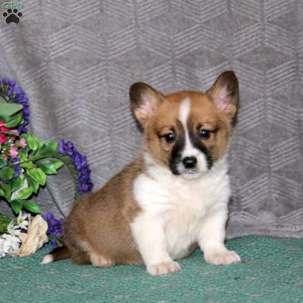 Finn, Pembroke Welsh Corgi Puppy
