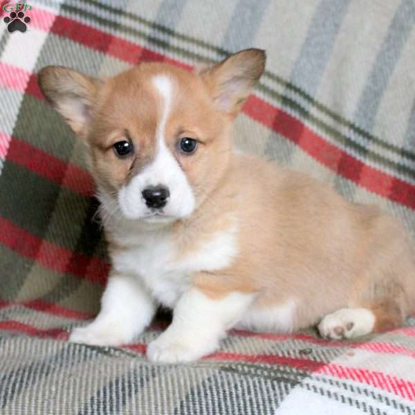Fiona, Pembroke Welsh Corgi Puppy