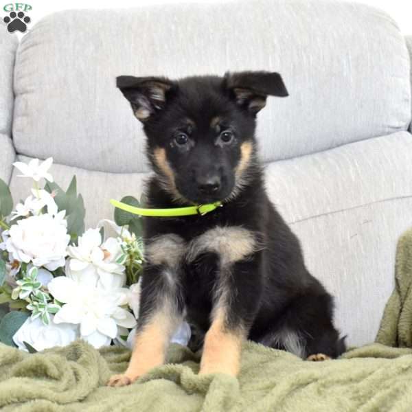 Fiona, German Shepherd Puppy