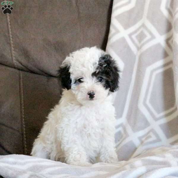 Fiona, Miniature Poodle Puppy