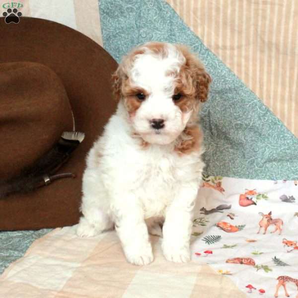 Fiona-F2, Mini Goldendoodle Puppy