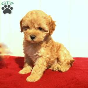 Fiona, Cockapoo Puppy