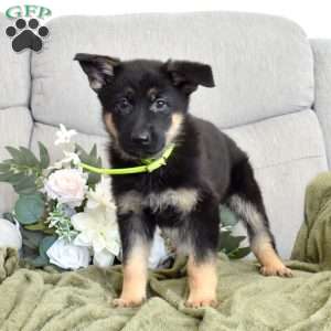 Fiona, German Shepherd Puppy
