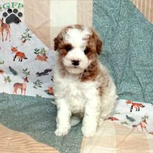 Fiona-F2, Mini Goldendoodle Puppy