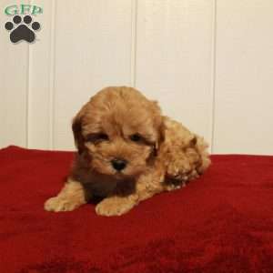 Fiona, Cockapoo Puppy