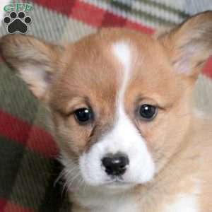 Fiona, Pembroke Welsh Corgi Puppy