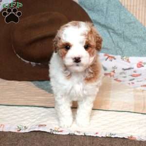 Fiona-F2, Mini Goldendoodle Puppy