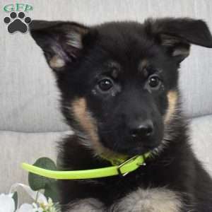 Fiona, German Shepherd Puppy