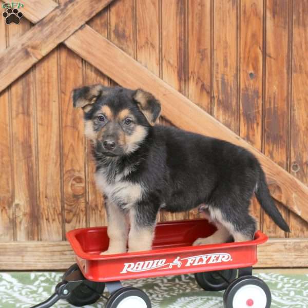 Fisher, German Shepherd Puppy