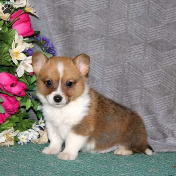 Flash, Pembroke Welsh Corgi Puppy