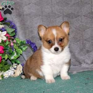 Flash, Pembroke Welsh Corgi Puppy