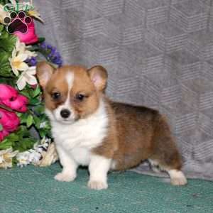 Flash, Pembroke Welsh Corgi Puppy