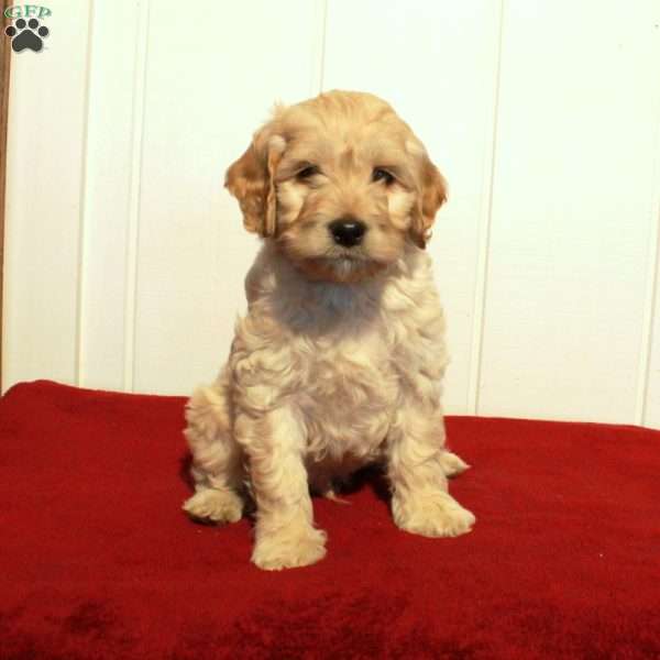 Fletcher, Cockapoo Puppy