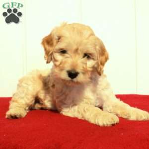 Fletcher, Cockapoo Puppy