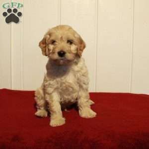 Fletcher, Cockapoo Puppy