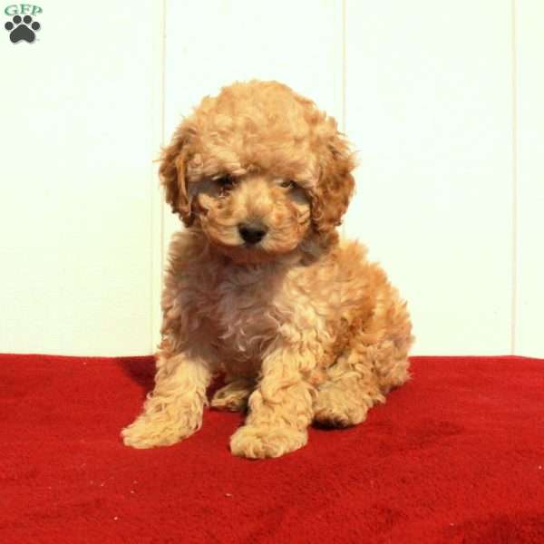 Flora, Cockapoo Puppy