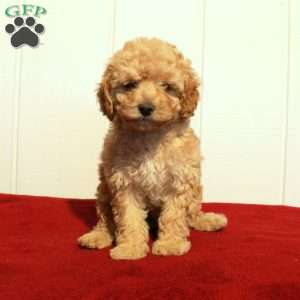 Flora, Cockapoo Puppy