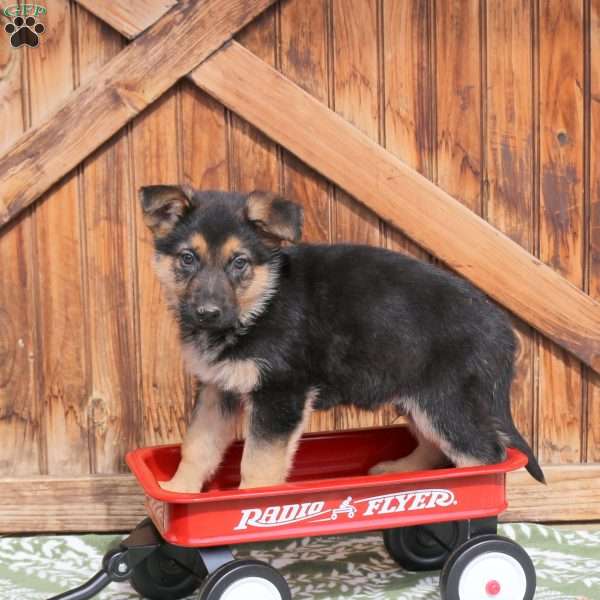 Floyd, German Shepherd Puppy