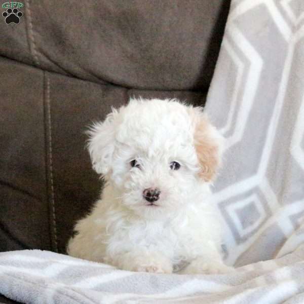 Flynn, Miniature Poodle Puppy