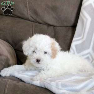 Flynn, Miniature Poodle Puppy