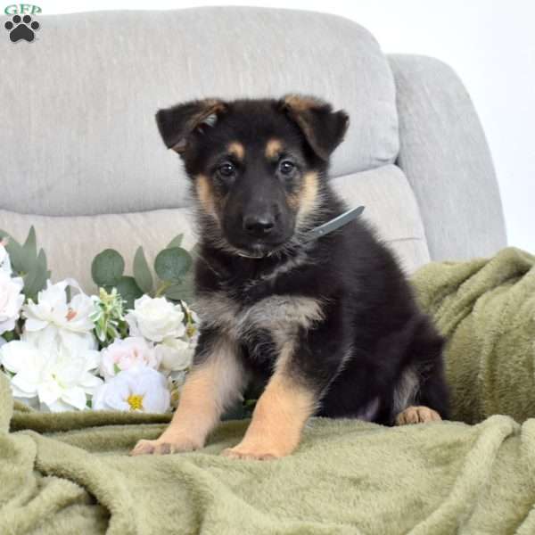 Ford, German Shepherd Puppy