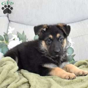 Ford, German Shepherd Puppy