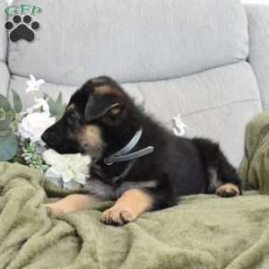 Ford, German Shepherd Puppy