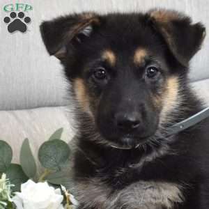Ford, German Shepherd Puppy