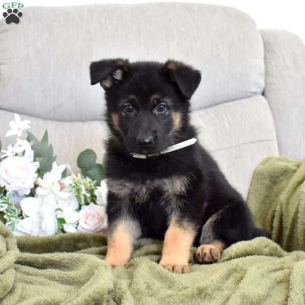 Foxy, German Shepherd Puppy