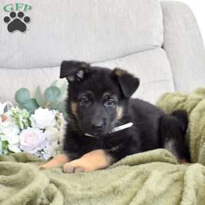 Foxy, German Shepherd Puppy
